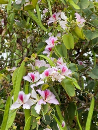 bauhinie-en-fleurs